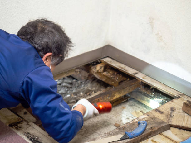 Best Mold Testing and Inspection Services in Weatherby Lake, MO
