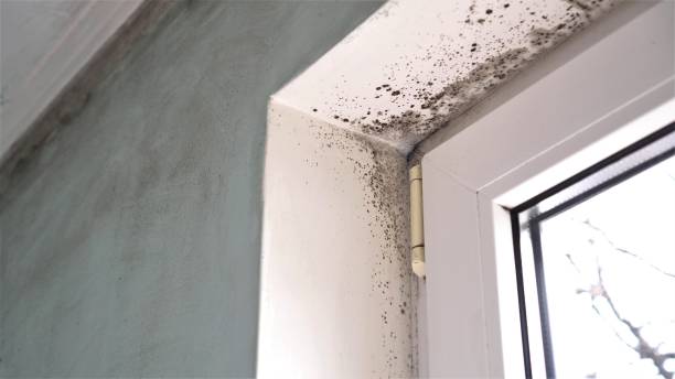 Best Mold Remediation for Specific Building Types in Weatherby Lake, MO