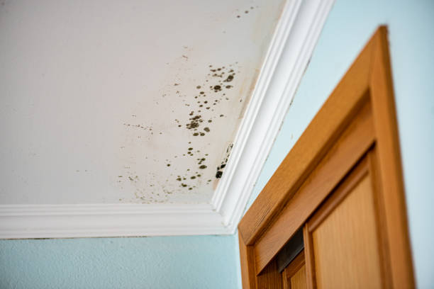 Best Emergency Mold Remediation in Weatherby Lake, MO