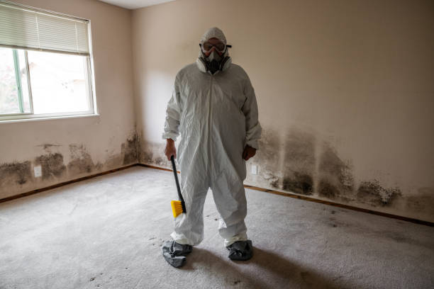 Best Post-Flood Mold Remediation in Weatherby Lake, MO