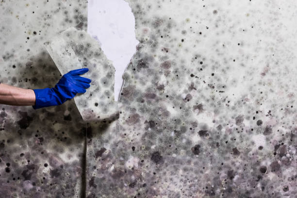Best Post-Flood Mold Remediation in Weatherby Lake, MO