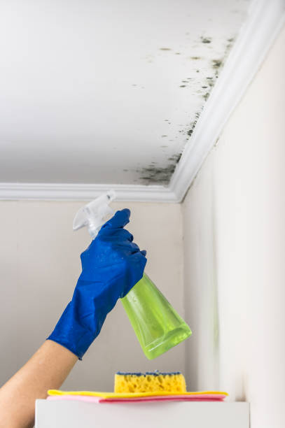 Best Residential Mold Remediation in Weatherby Lake, MO