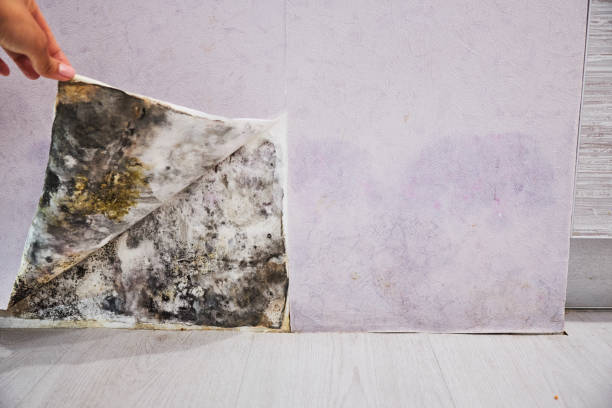 Best Commercial Mold Remediation in Weatherby Lake, MO